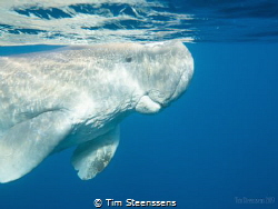 Dugong/Seacow in the bay of Abu Dabbab by Tim Steenssens 